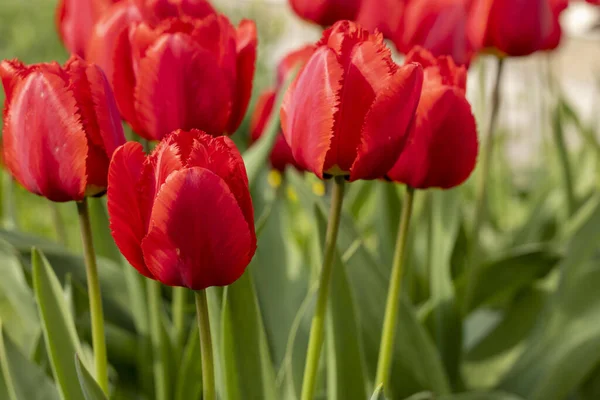 Stunning Close Shot Bold Vibrant Red Tulips Full Bloom Elegant Stock Image