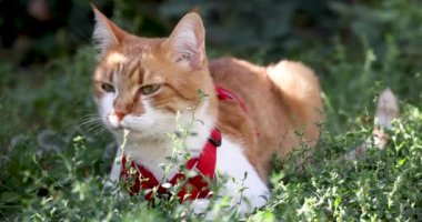 Kırmızı yakalı komik kırmızı kedi yaz bahçesindeki yeşil çimlerde dinleniyor. Gün batımı, doli çekim, alanın sığ derinliği, yavaş çekim videosu