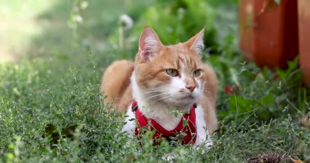 Cute Funny Red White Cat Red Collar Relaxing Green Grass — Stock Video