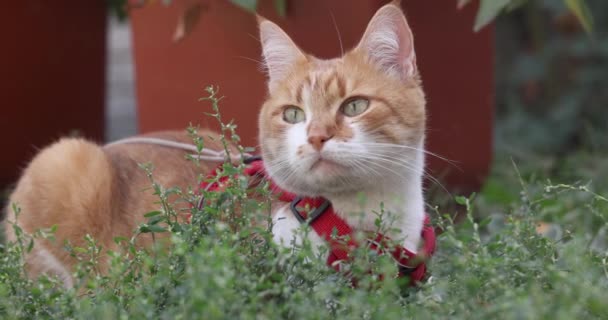 정원에서 잔디에 빨간색 칼라에 귀여운 빨간색 고양이 필드의 슬로우 비디오 — 비디오