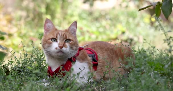 Cute Śmieszne Czerwony Biały Kot Czerwonym Kołnierzu Relaks Zielonej Trawie — Wideo stockowe