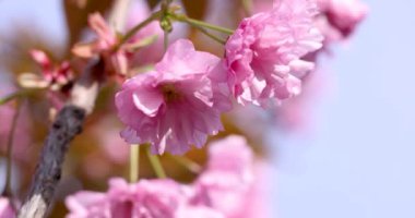 Sakura 'ya (kiraz çiçeği) yakın çekim. Sakura 'nın yavaş çekim videosu. Pembe çiçek baharı parkta..