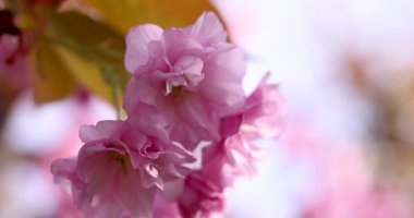 Sakura 'ya (kiraz çiçeği) yakın çekim. Sakura 'nın yavaş çekim videosu. Pembe çiçek baharı parkta..