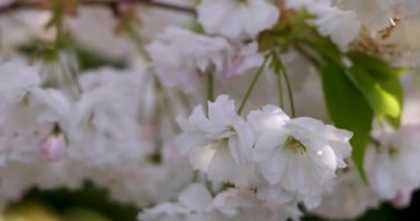 Sakura 'ya (kiraz çiçeği) yakın çekim. Sakura 'nın yavaş çekim videosu. Parktaki beyaz çiçek baharı..
