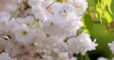 Sakura 'ya (kiraz çiçeği) yakın çekim. Sakura 'nın yavaş çekim videosu. Parktaki beyaz çiçek baharı..