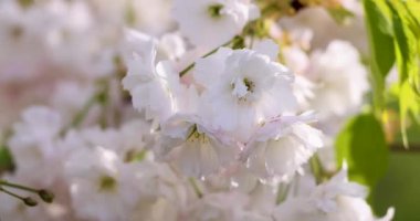 Sakura 'ya (kiraz çiçeği) yakın çekim. Sakura 'nın yavaş çekim videosu. Parktaki beyaz çiçek baharı..