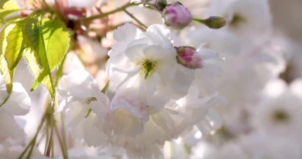 Primo Piano Sakura Fiore Ciliegio Video Rallentatore Della Primavera Bianca — Video Stock