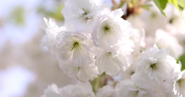 Zbliżenie Sakura Kwiat Wiśni Spowolniony Film Sakura Biały Kwiat Wiosna — Wideo stockowe