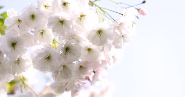 Close Sakura Flor Cereja Vídeo Câmera Lenta Primavera Flor Branca — Vídeo de Stock