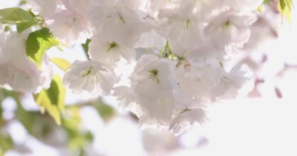 Närbild Sakura Körsbärsblomma Slow Motion Video Sakura Vit Blomma Våren — Stockvideo