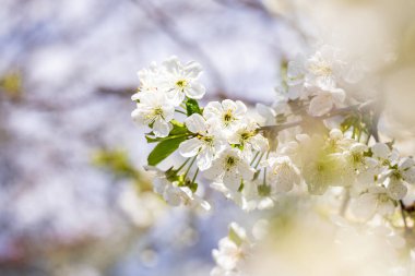 Mavi arka planda beyaz kiraz çiçekli bahar arkaplan sanatı. Çiçek açan ağaç ve güneş ışığıyla güzel bir doğa sahnesi.