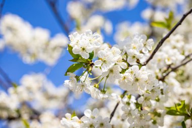 Mavi arka planda beyaz kiraz çiçekli bahar arkaplan sanatı. Çiçek açan ağaç ve güneş ışığıyla güzel bir doğa sahnesi.