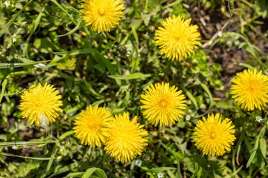 Güzel bahar karahindiba çiçekleri. Sarı karahindibalı yeşil alan. Yerdeki sarı bahar çiçeklerine yakın çekim