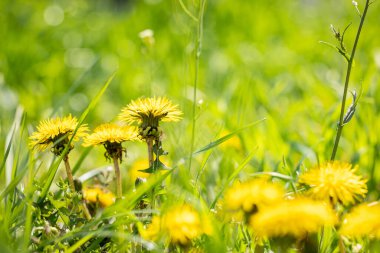 Güzel bahar karahindiba çiçekleri. Sarı karahindibalı yeşil alan. Yerdeki sarı bahar çiçeklerine yakın çekim