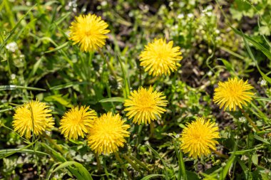Güzel bahar karahindiba çiçekleri. Sarı karahindibalı yeşil alan. Yerdeki sarı bahar çiçeklerine yakın çekim