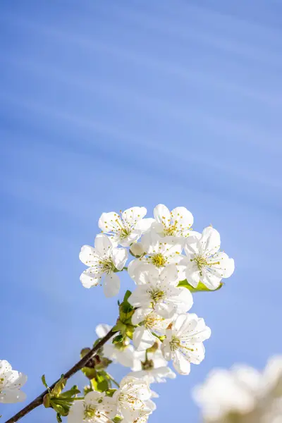 Spring background art with white cherry blossom on blue sky background. Beautiful nature scene with blooming tree and sun flare.