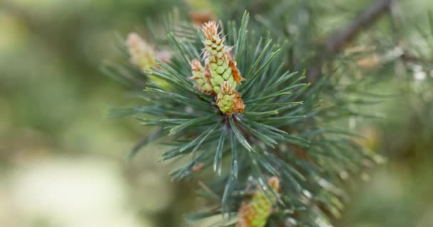 Small Young Pine Cones Spring Pine Blossom Forest Macro Slow — Stock Video