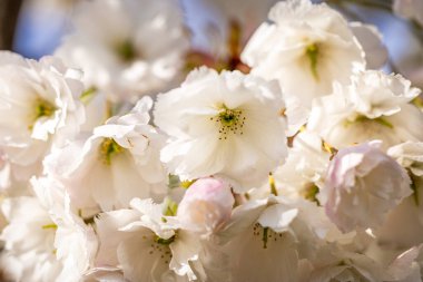 Beautiful nature scene with blooming white cherry tree in spring. Sakura flowers in bloom. Light of the evening sun, sunset