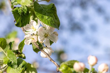 Spring background art with white apple blossom on blue sky background. Beautiful nature scene with blooming tree and sun flare