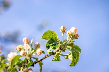 Spring background art with white apple blossom on blue sky background. Beautiful nature scene with blooming tree and sun flare