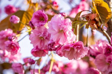 Beautiful nature scene with blooming pink cherry tree in spring. Sakura flowers in bloom.