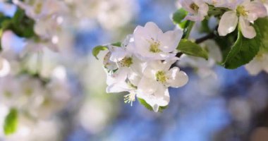 Mavi arka planda beyaz elma çiçekli bahar arkaplan sanatı. Yavaş çekim videosu. Çiçek açan ağaç ve güneş ışığıyla güzel bir doğa sahnesi
