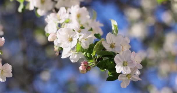 春光背景艺术 蓝天背景下开满了白苹果 慢动作视频 美丽的自然景观 绿树成荫 阳光灿烂 — 图库视频影像