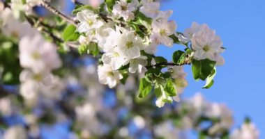 Mavi arka planda beyaz elma çiçekli bahar arkaplan sanatı. Yavaş çekim videosu. Çiçek açan ağaç ve güneş ışığıyla güzel bir doğa sahnesi