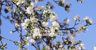 Mavi arka planda beyaz elma çiçekli bahar arkaplan sanatı. Yavaş çekim videosu. Çiçek açan ağaç ve güneş ışığıyla güzel bir doğa sahnesi