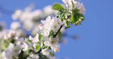 Mavi arka planda beyaz elma çiçekli bahar arkaplan sanatı. Yavaş çekim videosu. Çiçek açan ağaç ve güneş ışığıyla güzel bir doğa sahnesi