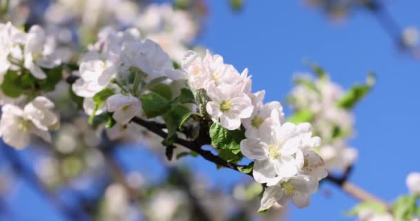 青空を背景に白いリンゴの花と春の背景アート スローモーションビデオ 満開の木と太陽のフレアと美しい自然シーン — ストック動画