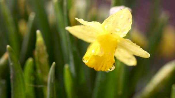 Daffodil Flowers Water Drops Garden Sunny Summer Spring Day Close — Video Stock