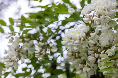 Beyaz çiçekli güzel bir bahar arkaplanı. Siyah çekirgenin beyaz çiçekli dalları veya Robinia psödoacia