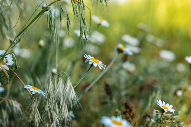 Papatya çiçeği tarlası güneş ışıklarıyla kaplıdır. Daisy çiçekleri. Güneşin ışıldadığı güzel bir medikal papatya manzarası. Güneşli bir gün. Yaz çiçekleri. Papatya arkaplanı.