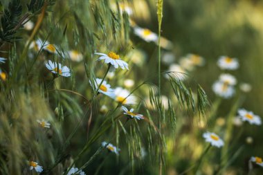 Papatya çiçeği tarlası güneş ışıklarıyla kaplıdır. Daisy çiçekleri. Güneşin ışıldadığı güzel bir medikal papatya manzarası. Güneşli bir gün. Yaz çiçekleri. Papatya arkaplanı.