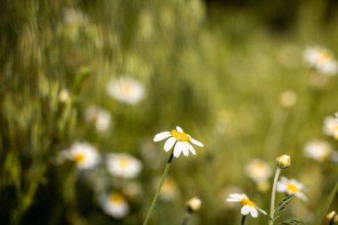 Papatya çiçeği tarlası güneş ışıklarıyla kaplıdır. Daisy çiçekleri. Güneşin ışıldadığı güzel bir medikal papatya manzarası. Güneşli bir gün. Yaz çiçekleri. Papatya arkaplanı.