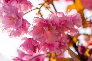 Beautiful nature scene with blooming pink cherry tree in spring. Sakura flowers in bloom.