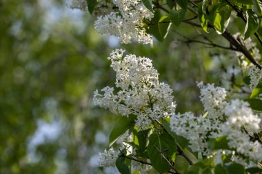 Mavi gökyüzü arka planında beyaz leylak çiçekli bahar arkaplan sanatı. Güzel bir bahar arkaplanı. Boşluğu kopyala.