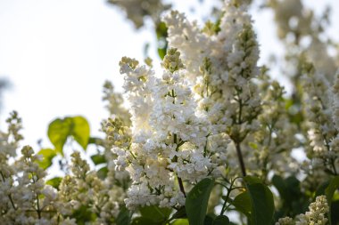 Mavi gökyüzü arka planında beyaz leylak çiçekli bahar arkaplan sanatı. Güzel bir bahar arkaplanı. Boşluğu kopyala.