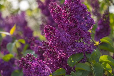 Güneşli ışıkta koyu mor leylak çiçekli bahar arkaplan sanatı