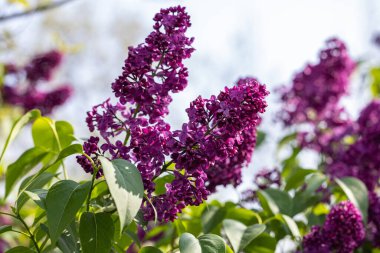 Güneşli ışıkta koyu mor leylak çiçekli bahar arkaplan sanatı