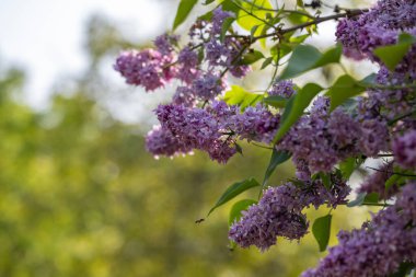 Mavi gökyüzü arka plan, mor eflatun çiçekler. Güzel bahar arka plan kopya alanı