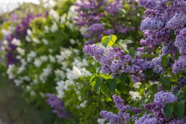 Lilac or common lilac, Syringa vulgaris in blossom. Purple flowers growing on lilac blooming shrub in park. Springtime in the garden
