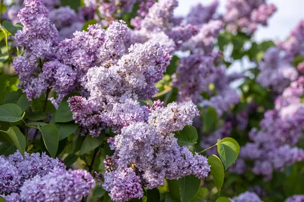 Mavi gökyüzü arka plan, mor eflatun çiçekler. Güzel bahar arka plan kopya alanı