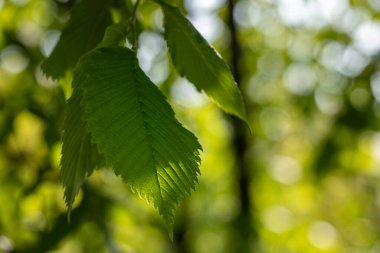Güneş ağacın genç yapraklarının arasından parlıyor. Bahar günü yeşil yapraklı makro güneş ışığı, parlak arkaplanlı, soyut ve bulanık bir bokeh üzerinde parıldar.