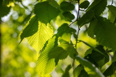 Güneş ağacın genç yapraklarının arasından parlıyor. Bahar günü yeşil yapraklı makro güneş ışığı, parlak arkaplanlı, soyut ve bulanık bir bokeh üzerinde parıldar.