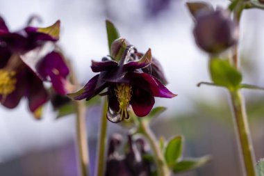 Taze menekşe pembe beyaz çanlar bahçede, güneşli bir gün. Yumuşak, pembe, beyaz, Akilegia çanları güneşli havada çiçek verir.