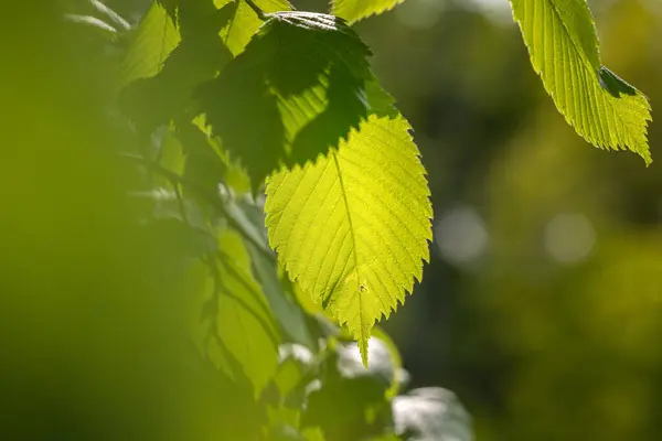 Sun shines through the young leaves of the tree. Green leaf macro in spring day sun rays on blurred abstract bokeh with flare background