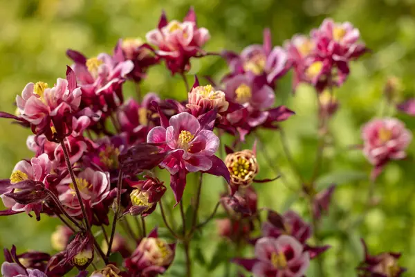 Fresh violet pink white bells in the garden, sunny day. Tender purple pink white aquilegia bells flowers on the sunny weather