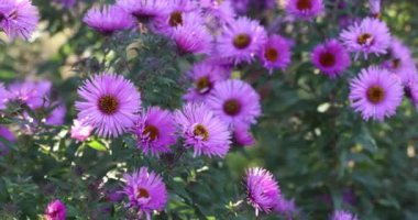 Sarı merkezli mor paskalya çiçekleri hafif bir esintide hafifçe sallanıyor